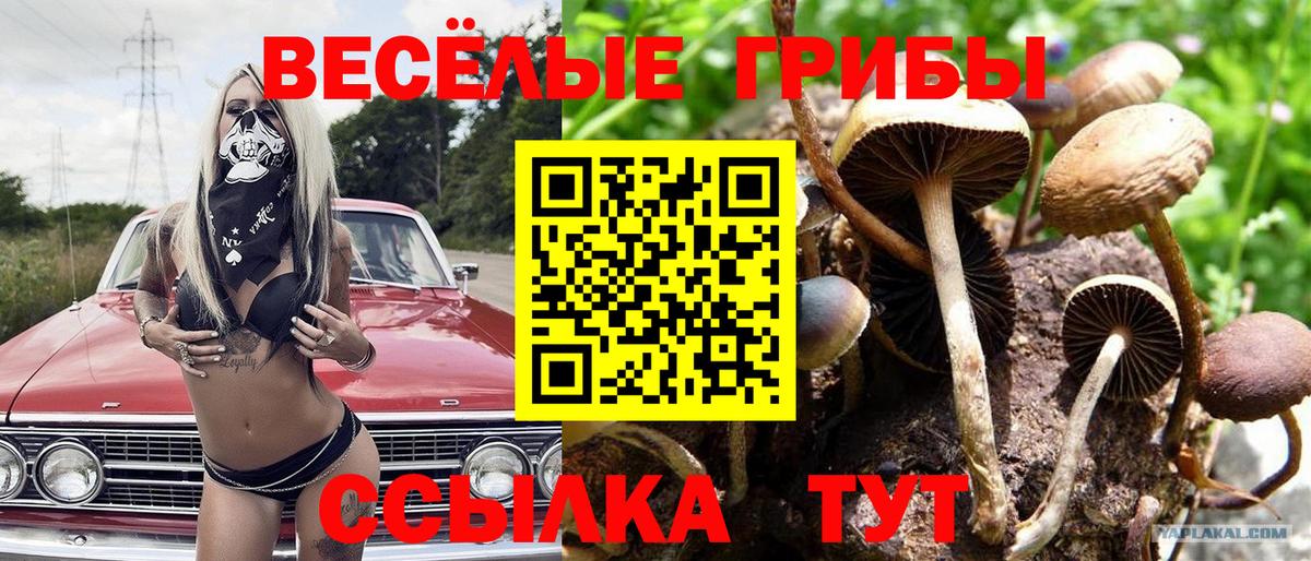 Псилоцибиновые грибы Psilocybine cubensis Нефтекумск